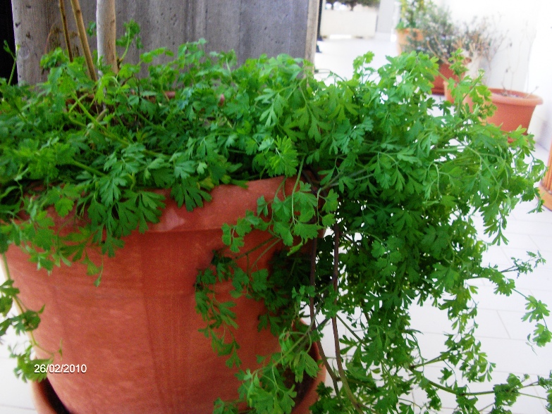 aliena nel vaso -  Fumaria cfr.capreolata